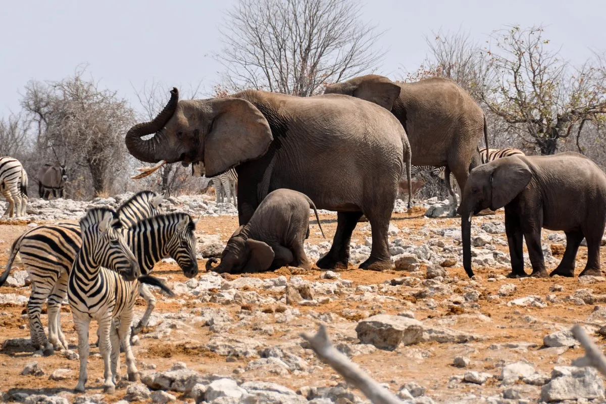 3 DAYS SWAKOPMUND ACTIVITY TOUR (Accommodated)